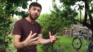 Joc bine rolul de fraier. Mircea Bravo Youtube Stats Analytics Dashboard Influenex