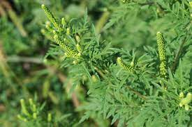 (în mitologia greacă) hrană aromată a zeilor, despre care se credea că dă nemurire şi. Alergia La Ambrozie Cauze Simptome È™i Tratament Libertatea