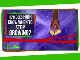 Also, the armpit hair cannot be as long as a hair on your head. How Does Hair Know When To Stop Growing Hair Science Grow Hair Hair