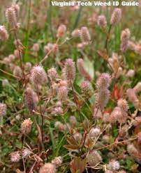 Hare S Foot Clover Trifolium Arvense Plants Rabbits Foot Flowers