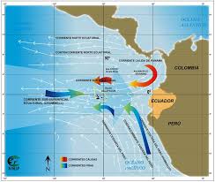 Image result for Zornia punctatissima