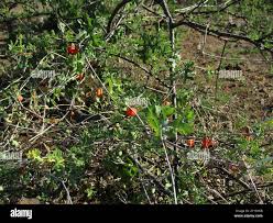 Image result for Coccinia rehmannii