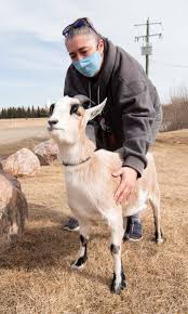 Goat can also mean someone's attention or pride or soul or focus. Yes That Was A Goat On A Leash Stalberttoday Ca