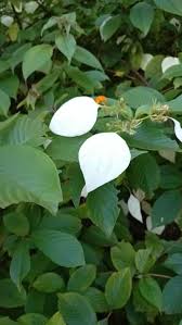 Image result for Mussaenda