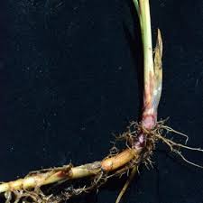 Image result for Pycreus nitidus