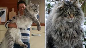 Dunyanin En Buyuk 5 Kedi Turu Youtube