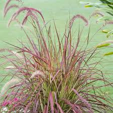 Pennisetum X Advena Fireworks African Fountain Grass Dobbies Garden Centres