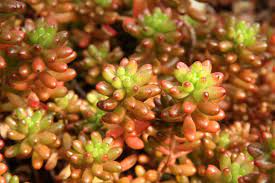 Here at plant delights nursery, we have been growing sedum plants for over 25 years in our hot, humid. Sedum Stonecrop How To Plant Grow And Care For Sedum Plants The Old Farmer S Almanac