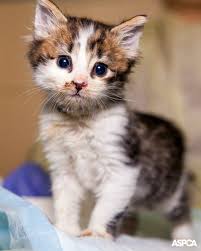 Los Angeles Families Team Up With The Aspca To Help Animals In Their Communities Animals Aspca Domestic Cat