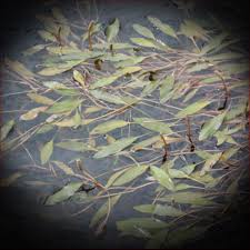 Image result for Potamogeton schweinfurthii