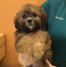 Puppies come micro chipped vaccinated and vet checked. Shih Poo Puppies For Sale Pet Supplies 54 Photos Facebook