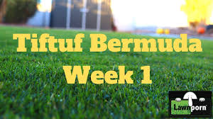 Tifway 419 is a top choice for sports and recreational turf for a reason: Tiftuf Bermuda Week 1 Update Youtube