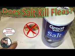 Does Salt Kill Fleas How To Kill Fleas Experiment Youtube