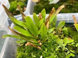 Image result for Utricularia formula