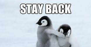 They aren't shy about expressing their love for their mate. Quotes About Penguin 65 Quotes