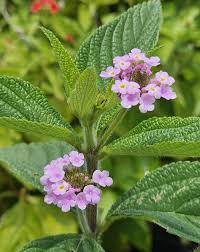 Image result for Verbenaceae