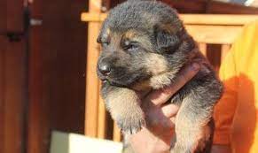 A place that will compliment both dog and human temperaments. Cute German Shepherd Puppies For Sale In Buffalo New York Classified Americanlisted Com
