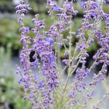 Image result for perovskia atriplicifolia 'little spire'