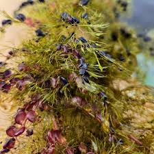 Kuvahaun tulos haulle bladderwort plant