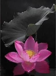 Pin On Lotus Water Lily Gif