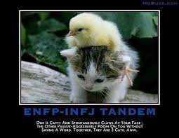 Mbti Intj Enfp 03 Kittens Cutest Funny Animal Pictures Cute Baby Animals