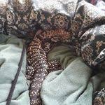 Black And White Tegu Lizard Sc I Met A Wonderful Gentle Creature The Other Day At Someone 39 S House As We Cam Cam Creature Day Gentle House Met Cute Reptiles Reptiles Pet Tegu