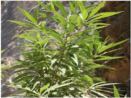 Image result for Breonadia