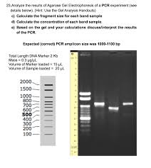 Agarose Gel Electrophoresis Results Analysis Video Induced Info