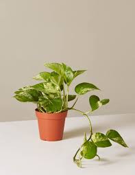 Culpeper comments that pliny considered that. The Best And Easiest Indoor Houseplants That Won T Die On You