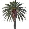 Anyway, queen palms can hybridize with pindo palms producing some hard to identify palms and fruit. 1