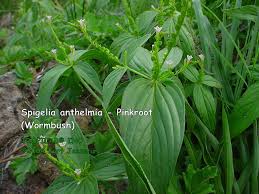 Image result for Spigelia anthelmia