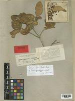 Image result for Dobera