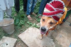 Leandro ferrari — blind dog 02 jerry forney blues band — fat dog blues 04:23. Watch Dogs Married Off In Big Fat Wedding Ceremony In Up