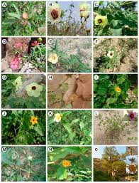 Image result for Cienfuegosia digitata