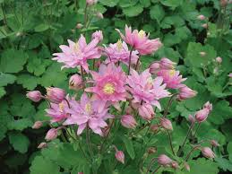We did not find results for: Aquilegia Vulgaris Clementine Rose Columbine