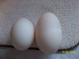 Since all of our domestic duck breeds (except the muscovy) are descended from the same species (the mallard), they can interbreed with one another and any wild mallards that fly into the breeding pen! Pekin Duck Egg Size Question Backyard Chickens Learn How To Raise Chickens