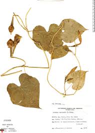 Image result for Ipomoea turbinata
