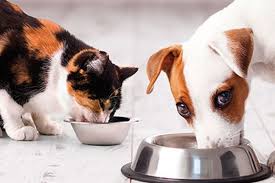 The best investment a cat parent can make. How To Choose The Best Dog And Cat Food Which