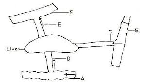 The Flow Chart Below Illustrates Blood Circulation In