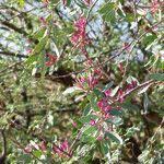 Image result for Tapinanthus forbesii