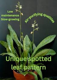 Image result for Oeceoclades