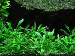 Криптокорина мелкая, криптокорина карликовая, криптокорина парва (cryptocoryne parva). Cryptocoryne Parva Jetzt Ab 4 99 Kaufen Pflege Details