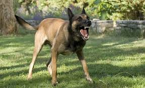 Stop your dog's aggression toward other dogs: Dog Territorial Aggression How Can I Fix It