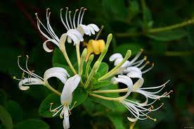 Japanese Honeysuckle - Mississippi Forestry Commission