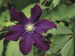 Maybe you would like to learn more about one of these? Five Fascinating Facts About Clematis Local News Heraldandnews Com