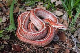 Motley Striped Miami Corn Snake Snake Beautiful Snakes