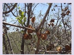 Image result for Combretum apiculatum