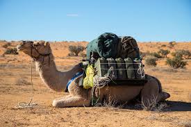 According to the black cat, how often does bolt (the dog) leave the movie set? An Oasis Rediscovered Finding The Lost Wells Of The Simpson Desert Abc News Australian Broadcasting Corporation