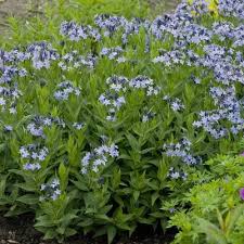 Amsonia ciliata var filifolia georgia pancake aka georgia pancake creeping blue star. Prides Corner Farms