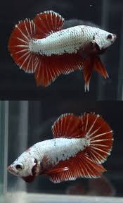 Red Dragon Halfmoon Plakat Fish Pet Betta Red Dragon